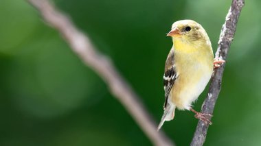 Amerikan ispinozu Ağaca tünemiş