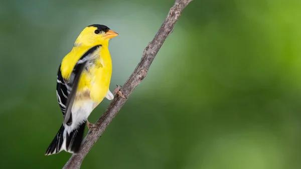 Amerykanin Goldfinch Siched Slender Tree Branch — Zdjęcie stockowe