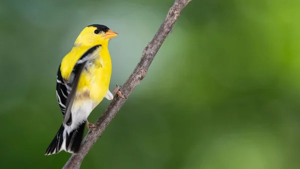 American Goldfinch Empoleirado Ramo Slender Tree — Fotografia de Stock