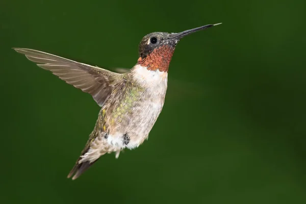 Ruby Throated Hummingbird Hovering in the Green Forest