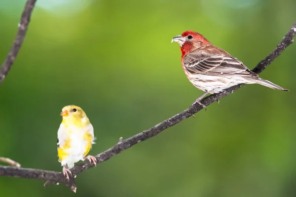 Nieuwsgierige Kleine Huisvink Een Boom Met Een Amerikaanse Goudvink — Stockfoto