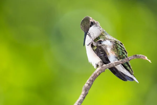 Ruby Throated Hummingbird Preening Terwijl Delicately Een Slanke Twig — Stockfoto