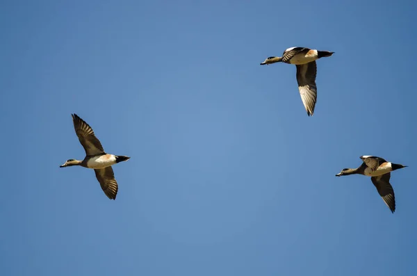 Tres Pelucas Americanas Volando Cielo Azul —  Fotos de Stock