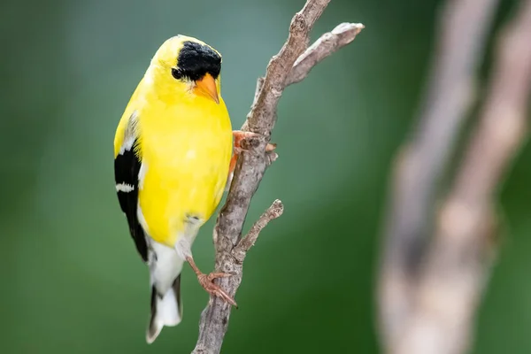 Goldfinch Americano Encaramado Una Rama Esbelta Del Árbol —  Fotos de Stock