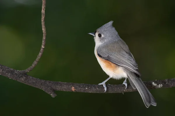 Tufted Titmouse Perched Slender Tree Branch — Stock Photo, Image