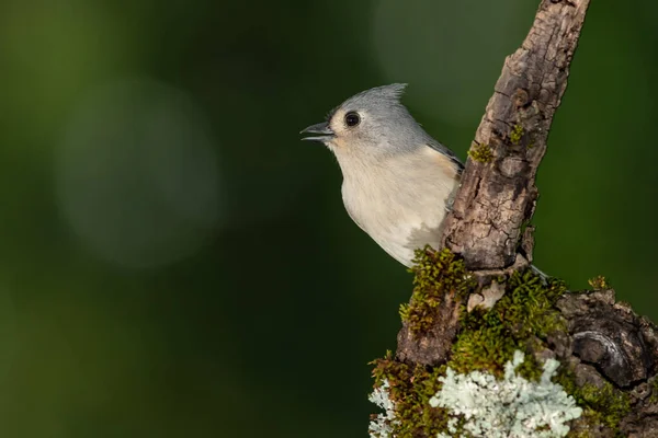 Nce Bir Ağaç Dalına Tünemiş Titmouse — Stok fotoğraf