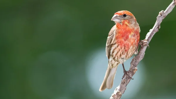 Huis Vink Neergestreken Een Slender Tree Branch Stockafbeelding