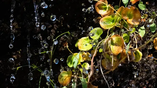 Drops Splashing Water Raining Autumn Vegetation — Stock Photo, Image