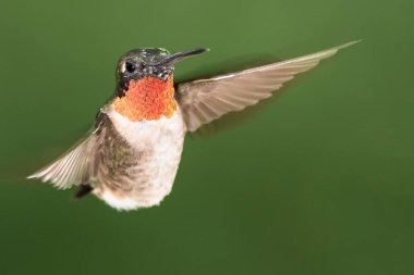 Ruby Gırtlak Sinek Kuşu Yeşil Ormanda Uçuyor