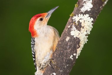 Ağaçta tünemiş Kırmızı Göbekli Ağaçkakan