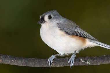 İnce bir ağaç dalına tünemiş Titmouse