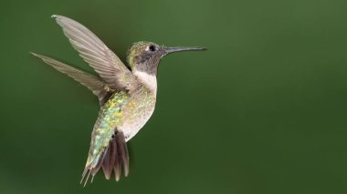 Ruby Gırtlak Sinek Kuşu Yeşil Ormanda Uçuyor