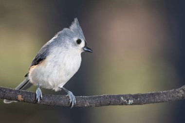 İnce bir dala nazikçe tünemiş Titmouse