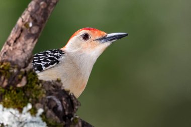 Kırmızı Göbekli Ağaçkakan Ağacın Dalına Tünemiş