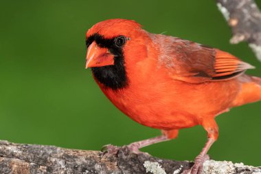 Kuzey Kardinali Ağaç Dalına tünemişken Göz teması kuruyor
