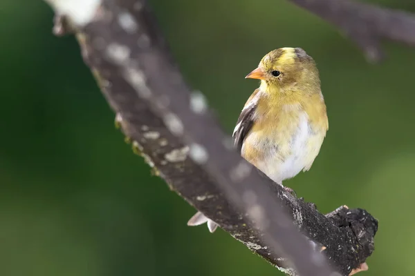 American Goldfinch Empoleirado Uma Árvore — Fotografia de Stock