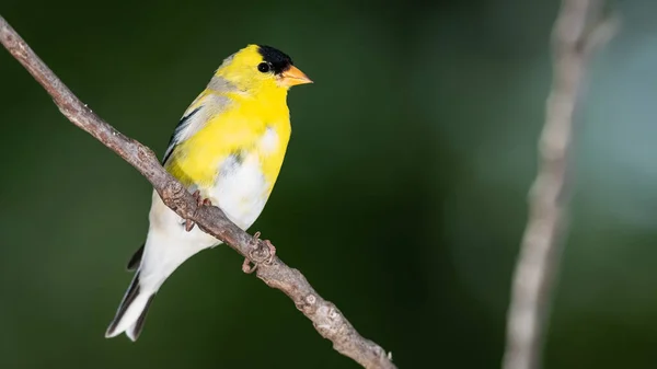 American Goldfinch Descansando Ramo Árvore — Fotografia de Stock