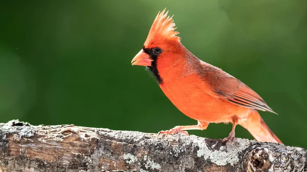 Alert Northern Cardinal Perched Tree — Stock Photo, Image