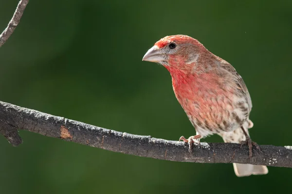 Curious House Finch Perhed Tree — стоковое фото