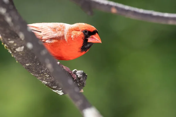 Alert Northern Cardinal Perched Tree — Stock Photo, Image
