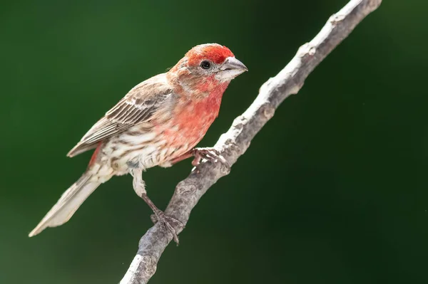 Huis Vink Neergestreken Een Slender Tree Branch — Stockfoto