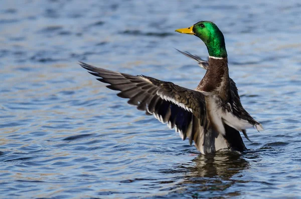 Germano Reale Anatra Stretching Suo Ali Mentre Riposo Acqua — Foto Stock