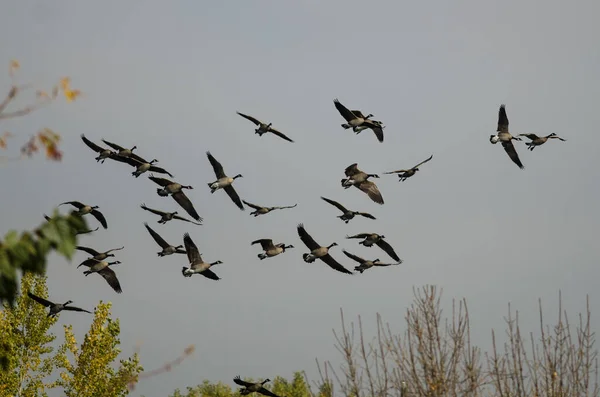 Manada Gansos Canadá Sobrevolando Pantano Otoño —  Fotos de Stock