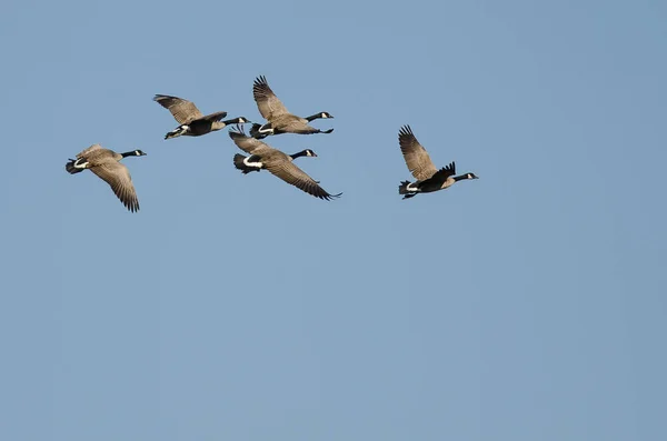 カナダの群れ青い空を飛ぶGeese Flying — ストック写真
