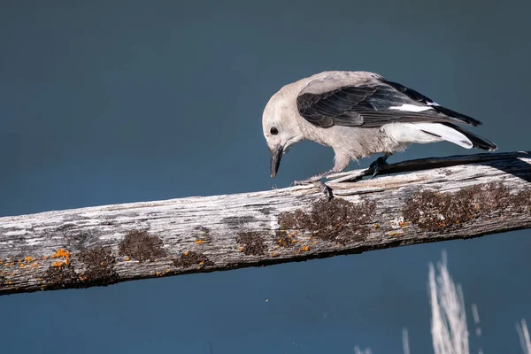 Clarks Nussknacker Thront Auf Einem Verwitterten Holzzaun — Stockfoto