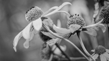 Vahşi çiçekler hafif bir esinti tarafından savruluyor.