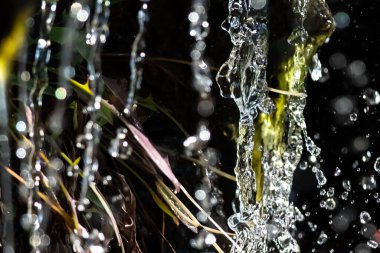 Doğa Özeti: Akan Su Akıyor ve Taze Yeşil Bitki Kaplıyor