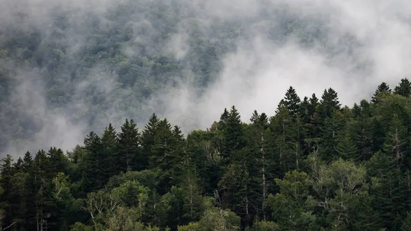 Nebliger Morgen Den Tälern Der Appalachen Blick Vom Blue Ridge — Stockfoto