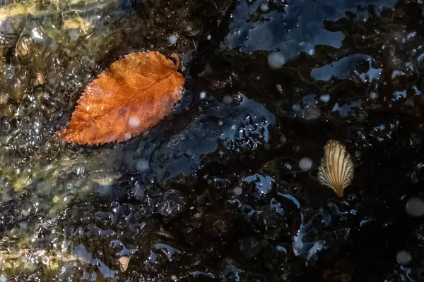 Nature Abstract Fallen Autumn Debris Captured Pool Water — 스톡 사진