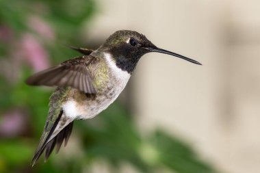 Siyah Çin Sinek Kuşu Yeşil Bahçede Nektar Arıyor