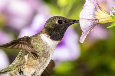Siyah Çin Sinek Kuşu Mor Çiçekler Arasında Nektar Arıyor