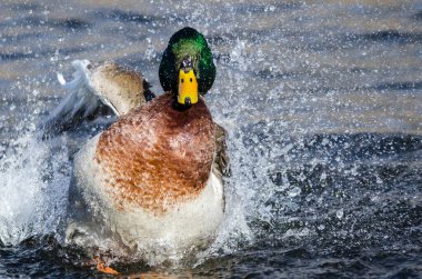 Mallard Duck Serin ve Ferahlatıcı Su 'da Oynuyor ve Sıçrıyor