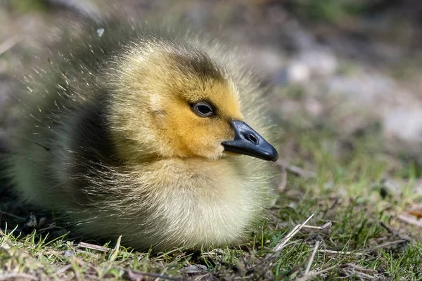 Gosling Nouveau Reposant Tranquillement Sur Sol Mou — Photo