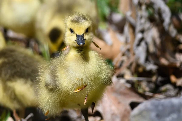 Newborn Goslings Exploring Fascinating New World — Stock Photo, Image