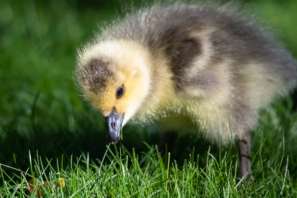 Newborn Gosling Μαθαίνοντας Για Την Αναζήτηση Τροφίμων — Φωτογραφία Αρχείου
