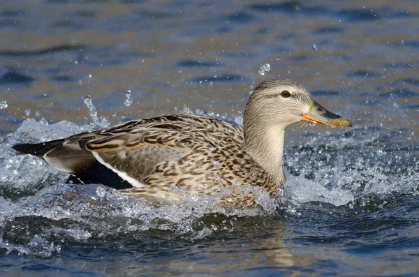 Mallard Duck Odpočívá Klidné Modré Vodě — Stock fotografie