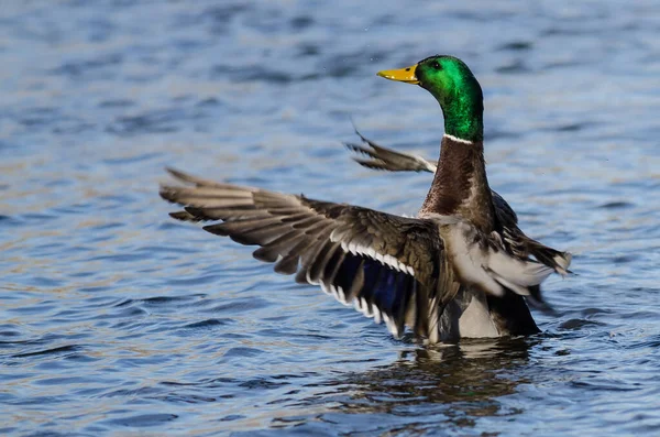 Mallard Duck Stretching Its Wings While Resting Water Stock Photo
