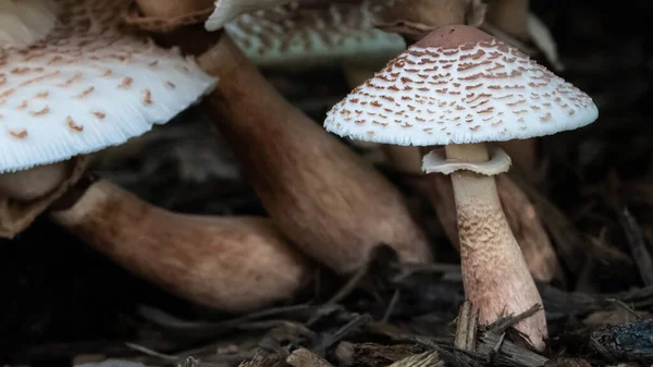 Cluster Funghi Ombrelloni Che Spuntano Terra — Foto Stock