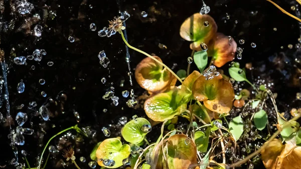 Damlaları Sonbahar Bitkisinin Üzerine Yağıyor — Stok fotoğraf