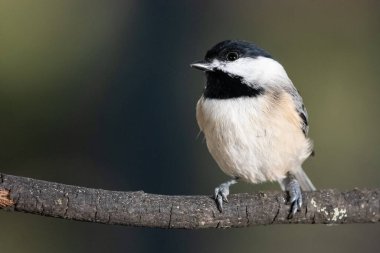 Carolina Chickadee İnce bir dala nazikçe tünedi