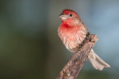 Bir ağaca tünemiş ispinoz evini uyarın.