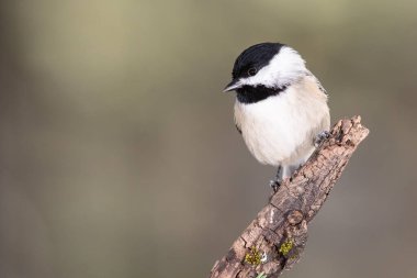 Carolina Chickadee İnce bir dala nazikçe tünedi
