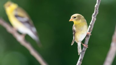 Amerikan ispinozu İnce bir ağaç dalına tünemiş