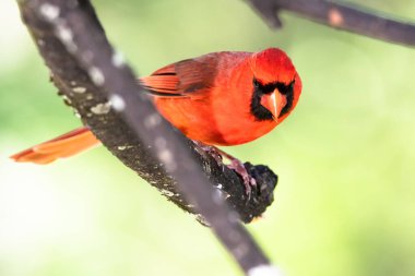 Bir ağaca tünemiş Kuzey Kardinaline haber verin.
