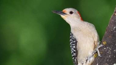 Kırmızı Göbekli Ağaçkakan Profili Bir Dalın Üzerine Tünemiş