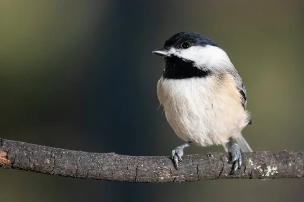 Carolina Chickadee Encaramado Delicadamente Una Rama Delgada —  Fotos de Stock